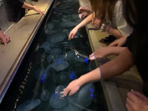 National Aquarium Photo- Jellyfish